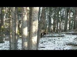 Bull Elk On A String