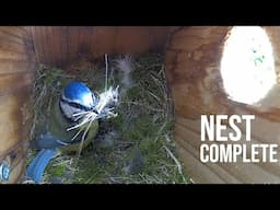 FULL Blue-tit Nest build - Great-tit Lays three more Eggs. HIGHLIGHTS 10-25 April 2024