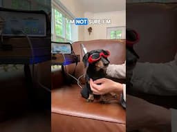 Laser therapy AT HOME! For #IVDD dogs