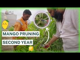 How and why to prune mango trees - second pruning explained