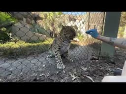 October 23 - Amur Leopard