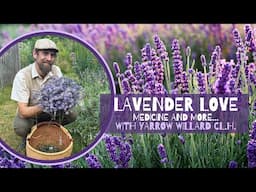 Lavender Love - Medicine and More... with Herbalist Yarrow Willard