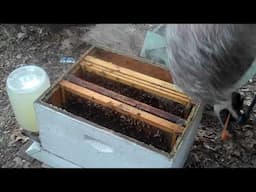 Follow-up on small swarm put in hive.