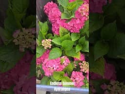 Endless summer Hydrangea #summerblooms #gardening