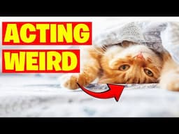 Why Cats Act Weird Around You (Explained by Experts)