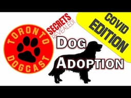 Covid 19 Dog Adoption - Sr Dog Adoption! - Toronto Dogcast - The Podcast for Dog Lovers