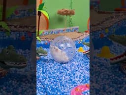 Awesome Hamster Water Roller Coaster in the Pool Maze ep. 4 🐹 Homura Ham