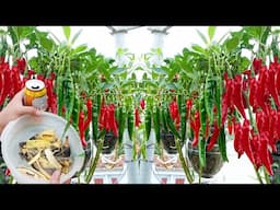 Growing Chili and Strawberries in Plastic Bottles – Massive Harvest in Just 3 Weeks!