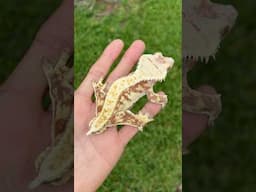 Red and White Crested Gecko 🙂 #crestedgeckos #crestedgecko #crestedgeckobreeder