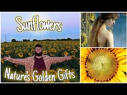 Sunflowers: Nature's Golden Gifts 🌻 Facts, Health Benefits & History