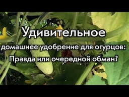 Удивительное домашнее удобрение для огурцов: правда или очередной обман?