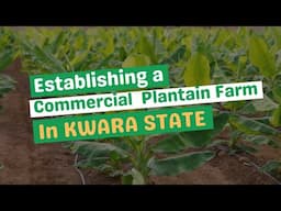 COMMERCIAL PLANTAIN FIELD ESTABLISHMENT IN KWARA STATE, NIGERIA/ Field setup for our client.