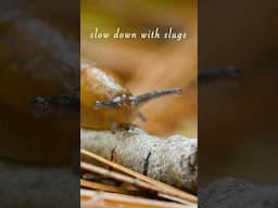 Slow down with slugs