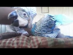 Hand feeding baby blue gold macaw baby.#Bluegoldmacaw #birdcaretips #macaw #handfeed