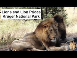 Experience the Majesty of Lions around Satara Rest Camp, Kruger National Park