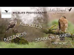 Buzzards - Sparrow Hawks -Red Kites - Wildlife Photography Hides