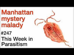 TWiP 247: Manhattan mystery malady