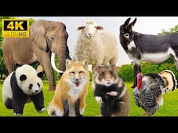 4K Wild Animal Sounds: Elephant, Sheep, Donkey, Panda, Wolf - Relax with Animal Sounds