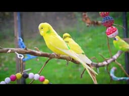 1 Hour of Autumn Budgie Sounds Embrace Nature's Melodies