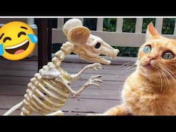 Cute And Funny Animals Video 😂 Funniest Cats And Dogs Videos 😻🐶