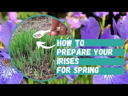 How to Prepare Your Irises for Spring | Iris Plant Care | Lazy Gardener's Guide to Irises