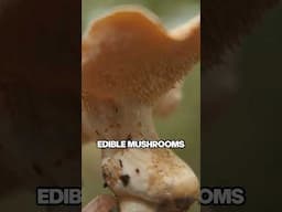 Hedgehog Mushrooms (Hydnum sp.)