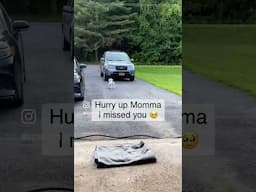 Little dog sits in the garage and waits for mom to come home from work!