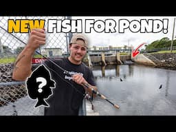 RESCUING FISH from SALTWATER SPILLWAY for My POND!!