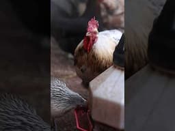 Fresh Water for the Hens and an Elderly Rooster