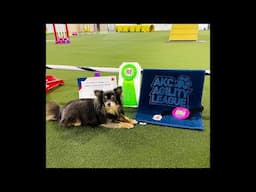 Gracie shows you her awards from Season 7 AKC Agility League!