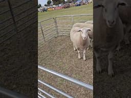 Sheep #animal #farming #sheepfarming #sheep #ranchlife #ranch #farm #livestock