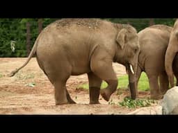 Cincinnati Zoo & Botanical Garden taking proactive measures to keep its Asian elephant herd healthy