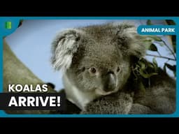 Koalas Arrive After 15,000 km Journey - Animal Park - Documentary