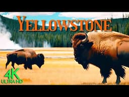 Peaceful Yellowstone National Park in 4K with Animals and Relaxing Music, Acoustic Guitar