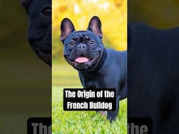 The Origin of the French Bulldog 🔥