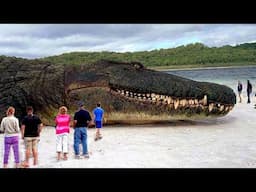 Los Animales Más Grandes y Más Gordos de la Tierra