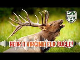 Hear a Virginia Elk Bugle!