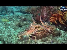 You Won't Believe How Japanese Prepare Giant Rainbow Lobsters