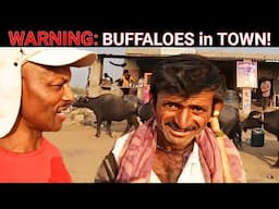 Buffaloes Invade Small Town, SHOCKING! NEVER Seen This!