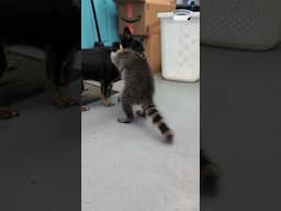 Raccoon and Dog Playing