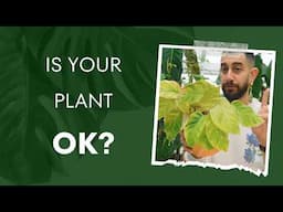 🤔 Houseplant Leaves Turning Yellow? Here’s Why! 🌿