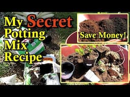 My Secret  'One Third' Potting Mix Recipe that Saves Money (Blackberries, Raspberries, Strawberries)