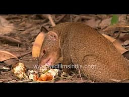 Mongoose eats up clutch of eggs, steal anda from a bird's nest and store away exatra eggs for later