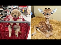 Funniest Animals 2024 😂 Best Funny Cats and Dogs 😻🐶 Part 46 | Cute Baby Dogs