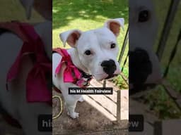 Dog rescued from Scandia house fire meets her heroes.