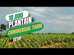 ESTABLISHING A 10-ACRE (10,000) COMMERCIAL PLANTAIN FARM/ Experts' Guide to a Successful farm setup