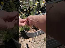 Chamomile Harvest in April! #gardening #garden #gardeningtips #herb #jardin #agriculture #gardentour