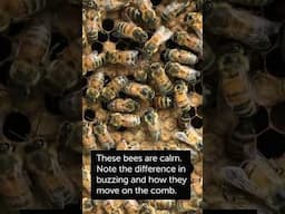 Robber Bees Versus Calm Bees #beekeeper