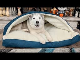 My Husky LOVES This SNUGGLE Bed!