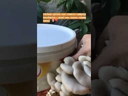 No waste mushroom growing 😍